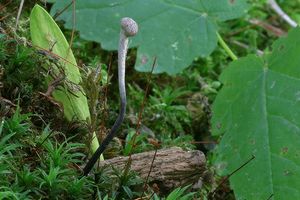 Housenice střevlíková - Cordyceps entomorrhiza