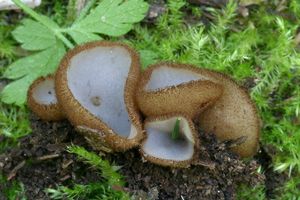 Bělokosmatka polokulovitá - Humaria hemisphaerica (F.H. Wigg.) Fuckel 1870