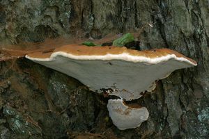 Lesklokorka pryskyřičnatá - Ganoderma resinaceum  Boud.(1890)