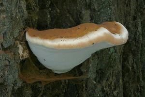 Lesklokorka pryskyřičnatá - Ganoderma resinaceum Boud.