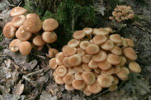 Václavka bezprstenná - Armillaria socialis (DC.) Fayod 1889