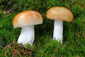 Holubinka odbarvená - Russula decolorans (Fr.) Fr. 1838