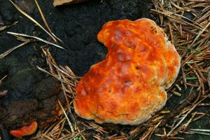 Anýzovník vonný - Gloeophyllum odoratum (Wulfen) Imazeki