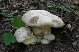 Klikni pro velký obrázek