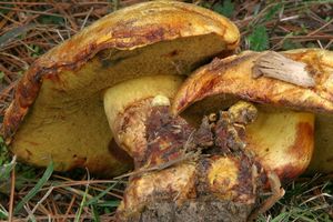 Klikni pro velký obrázek