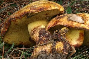 Hřib sírový - Buchwaldoboletus sphaerocephalus  (Barla) Watling & T.H. Li 2004