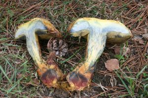 Hřib sírový - Buchwaldoboletus sphaerocephalus  (Barla) Watling & T.H. Li 2004