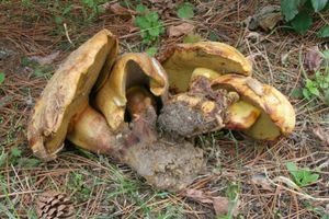 Hřib sírový - Buchwaldoboletus sphaerocephalus  (Barla) Watling & T.H. Li 2004