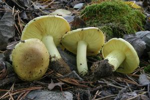 Čirůvka osiková - Tricholoma frondosae Kalamees & Shchukin 2001