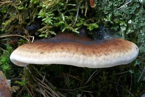 Smolokorka pryskyřičná - Ischnoderma benzoinum (Wahlenb.) P.Karst