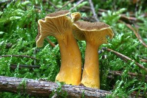 Liška nálevkovitá - Craterellus tubaeformis (Fr.) Quél. 1888