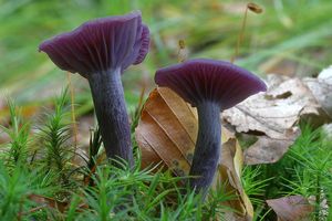 Lakovka ametystová - Laccaria amethystina Cooke 1884
