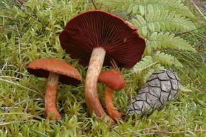 Pavučinec hnědočervený - Cortinarius phoeniceus (Bull.) M.Maire