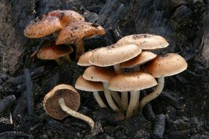 Šupinovka spáleništní - Pholiota highlandensis