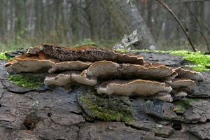 Rezavec lesknavý - Inonotus radiatus
