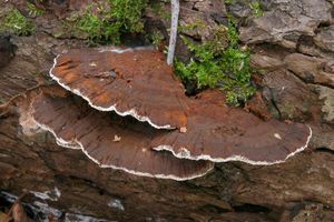 Rezavec lesknavý - Inonotus radiatus