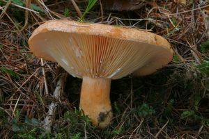 Ryzec modřínový - Lactarius porninsis Rolland 1889