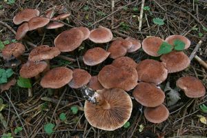 Čirůvka kravská - Tricholoma vaccinum