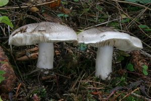 Čirůvka tygrovaná - Tricholoma pardinum (Pers.) Quél. 1873