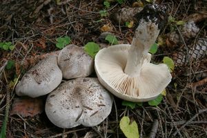 Čirůvka tygrovaná - Tricholoma pardinum (Pers.) Quél. 1873