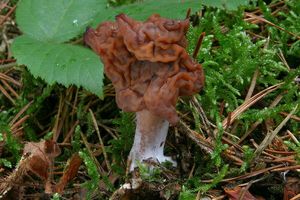 Ucháč čepcovitý - Gyromitra infula