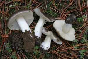 Čirůvka havelka - Tricholoma portentosum (Fr.) Quél.