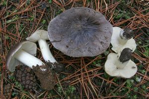 Čirůvka havelka - Tricholoma portentosum (Fr.) Quél. 1873