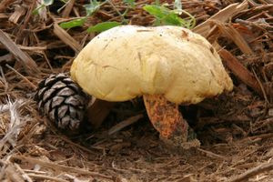 Hřib sírový - Buchwaldoboletus sphaerocephalus (Barla) Watl