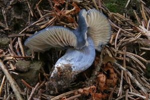 Závojenka lesklá - Entocybe nitida (Quél.) T.J. Baroni, Largent & V. Hofst.