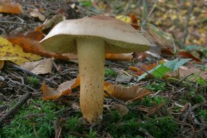 Čirůvka žabí - Tricholoma bufonium (Pers.) Gillet