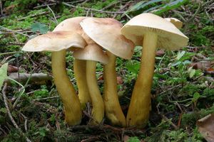 Čirůvka žabí - Tricholoma bufonium (Pers.) Gillet