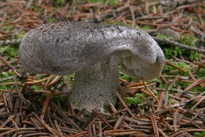 Čirůvka šupinkatá - Tricholoma atrosquamosum Sacc. 1887