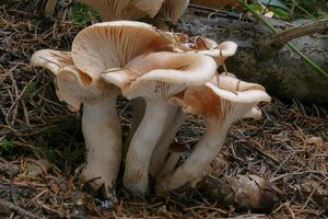 Šťavnatka terčovitá - Hygrophorus discoxanthus (Fr.) Rea 1908