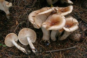 Šťavnatka terčovitá - Hygrophorus discoxanthus (Fr.) Rea 1908