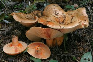 Ryzec lososový - Lactarius salmonicolor R. Heim & Leclair 1953