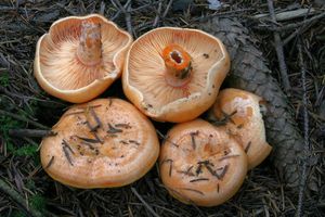 Ryzec lososový - Lactarius salmonicolor R. Heim & Leclair 1953