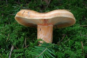 Ryzec lososový - Lactarius salmonicolor R. Heim & Leclair 1953