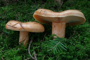 Ryzec lososový - Lactarius salmonicolor R. Heim & Leclair