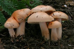 Šťavnatka oranžová - Hygrophorus pudorinus (Fr.) Fr. 1836