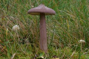 Závojenka šedohnědá - Entoloma porphyrophaeum (Fr.) P. Karst.