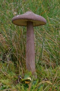 Závojenka šedohnědá - Entoloma porphyrophaeum (Fr.) P. Karst.