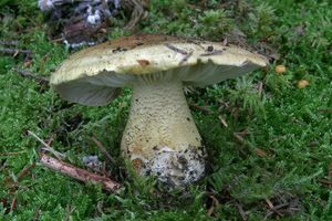 Čirůvka Joachimova - Tricholoma joachimii Bon & A. Riva 1985