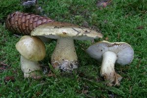 Čirůvka Joachimova - Tricholoma joachimii Bon & A. Riva 1985