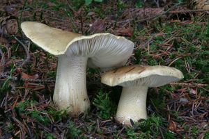 Čirůvka Joachimova - Tricholoma joachimii Bon & A. Riva 1985