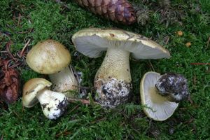 Čirůvka Joachimova - Tricholoma joachimii Bon & A. Riva