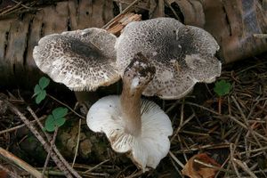 Čirůvka růžovotřenná - Tricholoma basirubens (Bon) A. Riva & Bon 1988