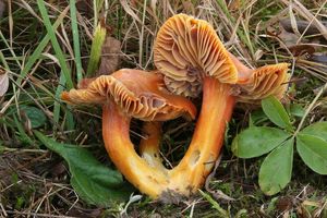 Voskovka granátová - Hygrocybe punicea (Fr.) P. Kumm.