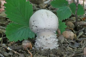 Pečárka velkovýtrusá - Agaricus urinascens (Jul. Schäff. & F.H. Møller) Singer