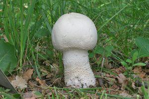 Pečárka velkovýtrusá - Agaricus urinascens (Jul. Schäff. & F.H. Møller) Singer