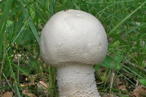 Pečárka velkovýtrusá - Agaricus urinascens (Jul. Schäff. & F.H. Møller) Singer